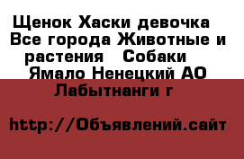 Щенок Хаски девочка - Все города Животные и растения » Собаки   . Ямало-Ненецкий АО,Лабытнанги г.